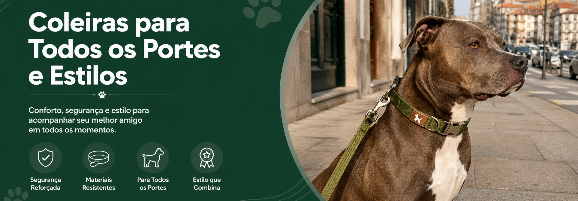 Coleiras para todos os portes e estilos