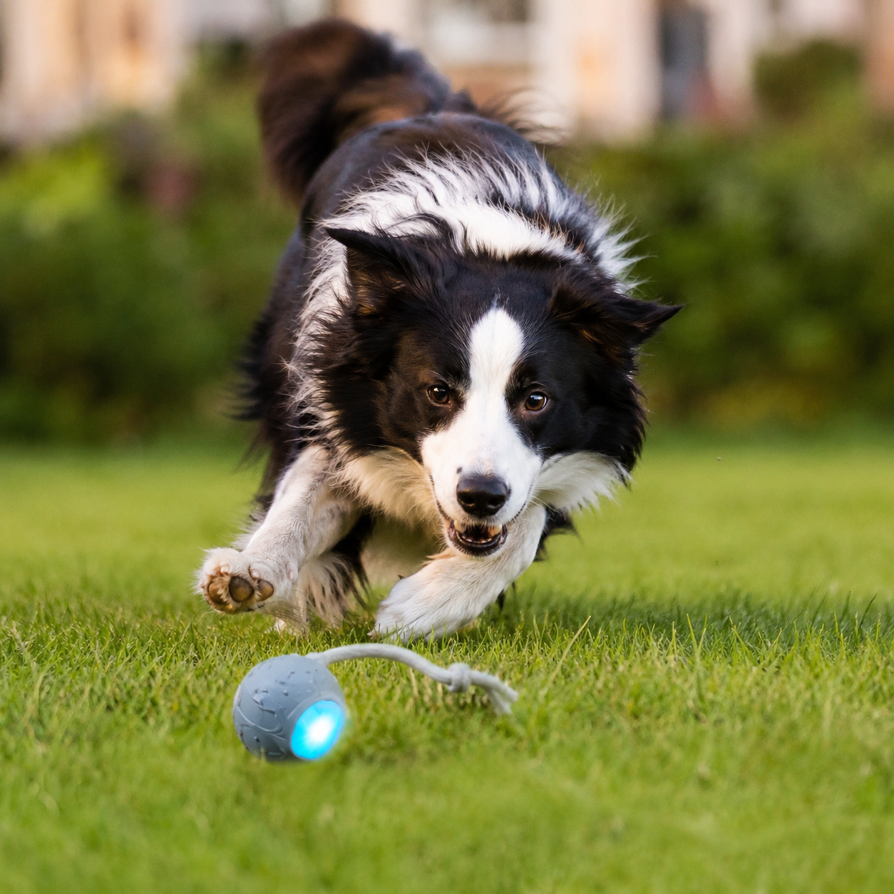 Border collie a correr na relva atrás de um brinquedo luminoso